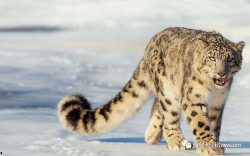 雪豹第一部演员表,实力派明星齐聚演绎传奇抗战故事