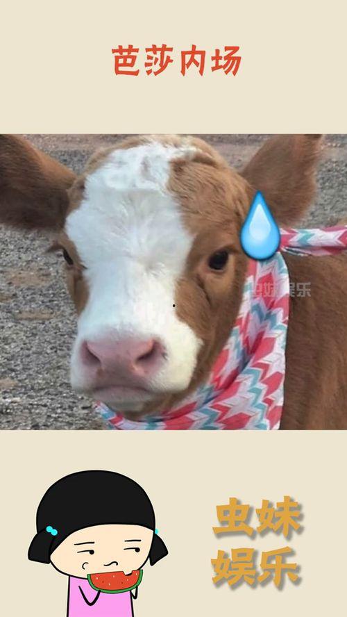 娱乐吃瓜酱熊猫,娱乐吃瓜酱熊猫的趣味生活揭秘